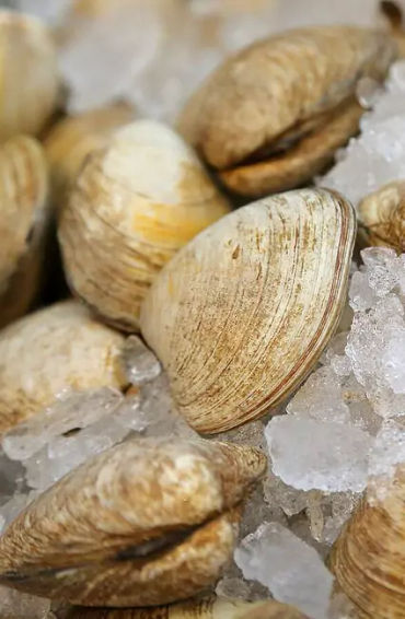 lobster, crabs, clams, mussels