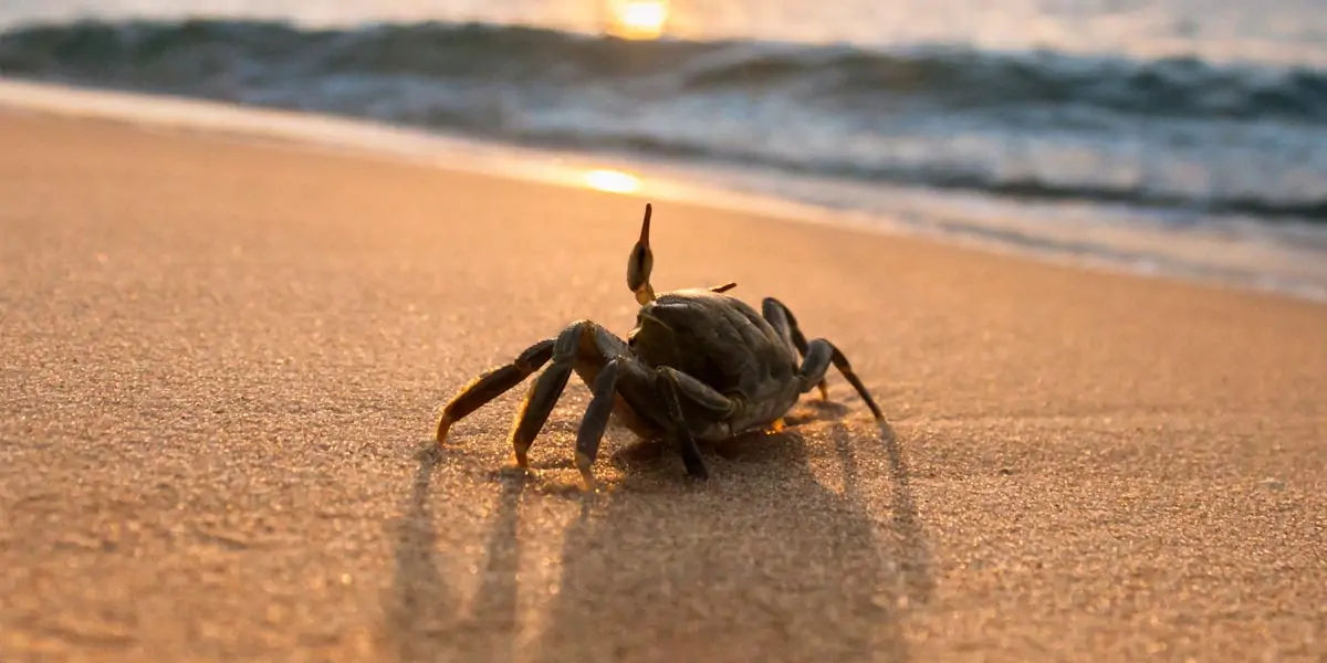 lobster, crabs, clams, mussels