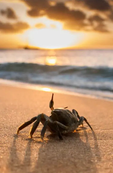 lobster, crabs, clams, mussels