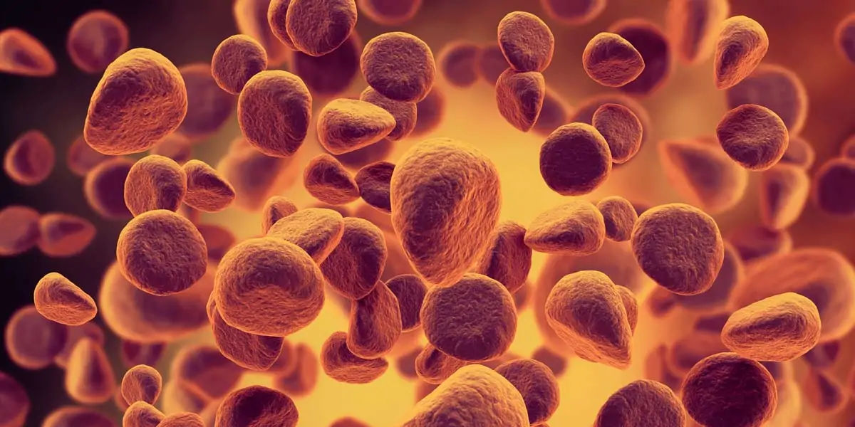 probiotics 