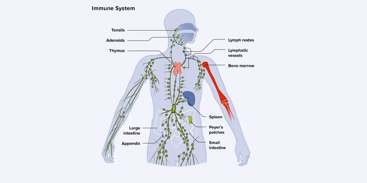  immune system 