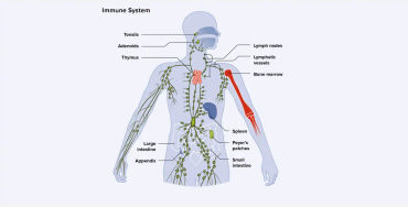  immune system 