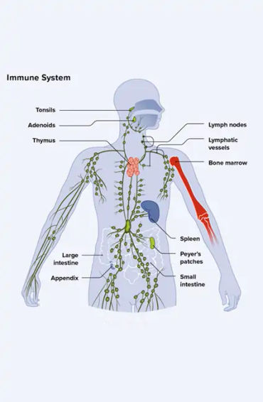 immune system 