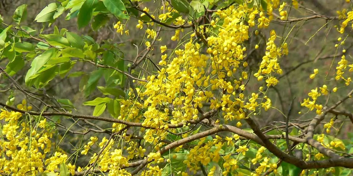 Amaltas