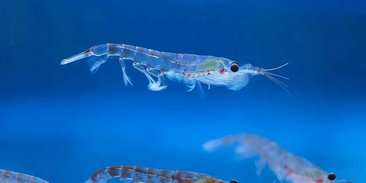 biological