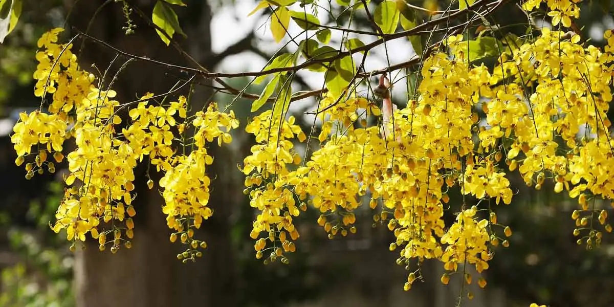 amaltas, leaves, benefits