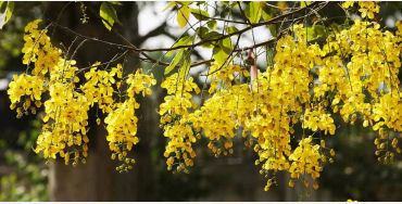 amaltas, leaves, benefits