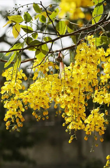 amaltas, leaves, benefits