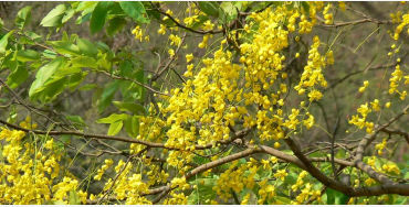Amaltas