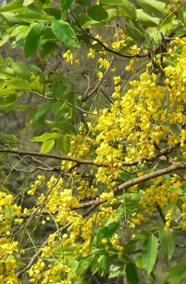 Amaltas