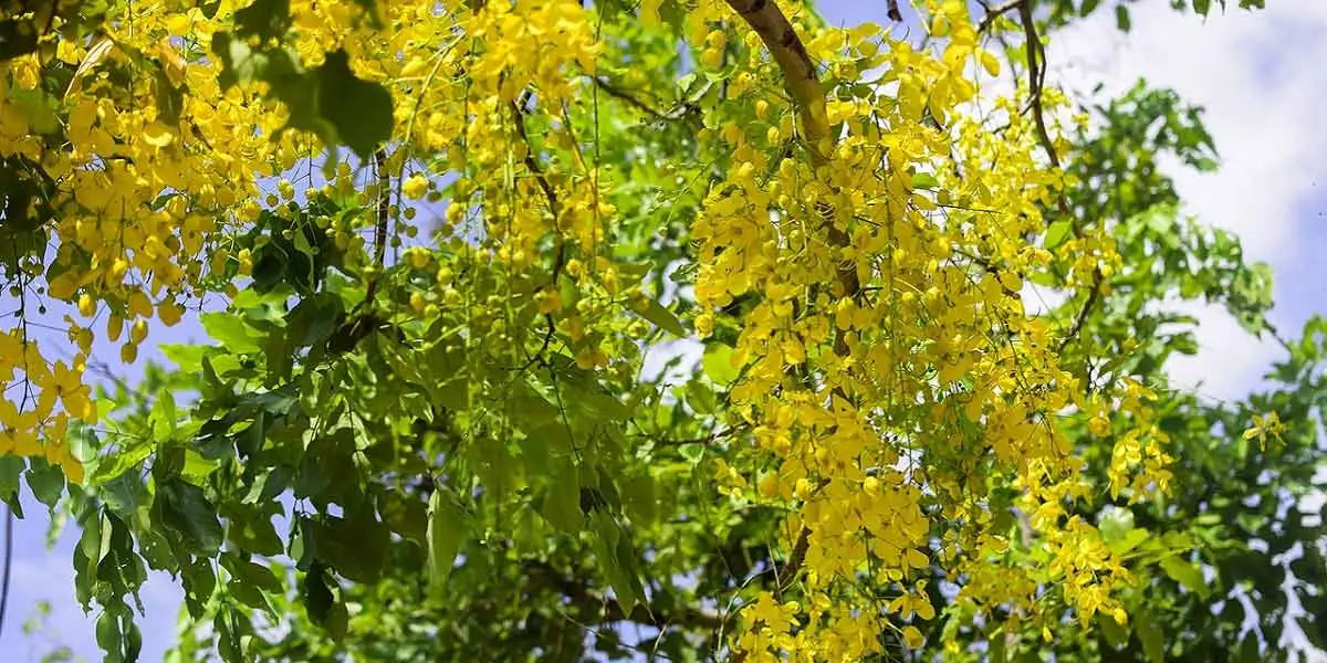 amaltas, leaves, benefits