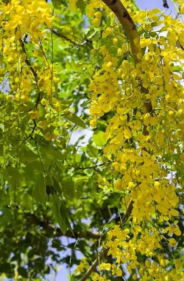 amaltas, leaves, benefits