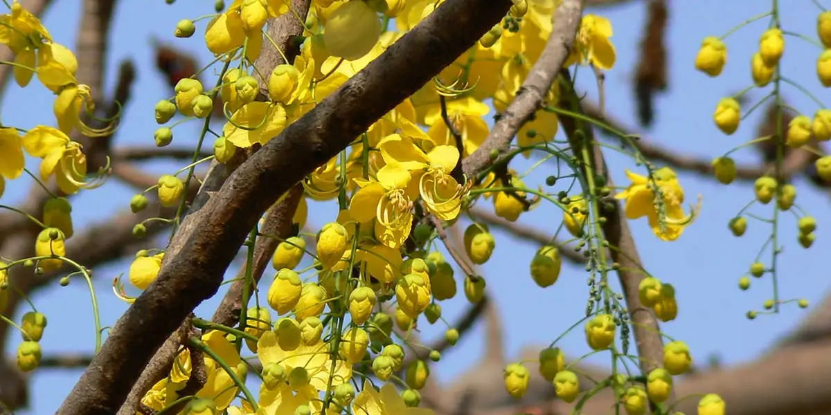 amaltas, leaves, benefits