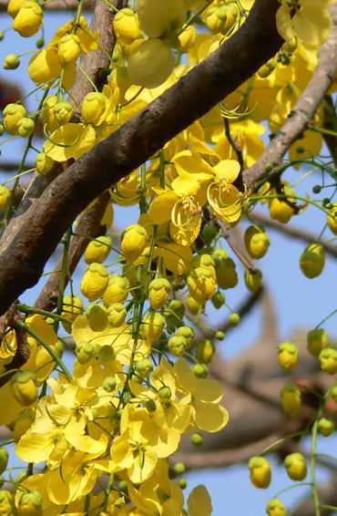amaltas, leaves, benefits