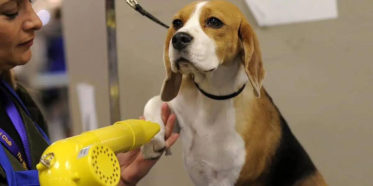 beagles 