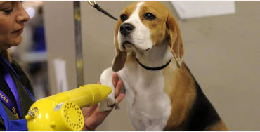 beagles 