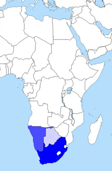 afrikaans, african, dutch