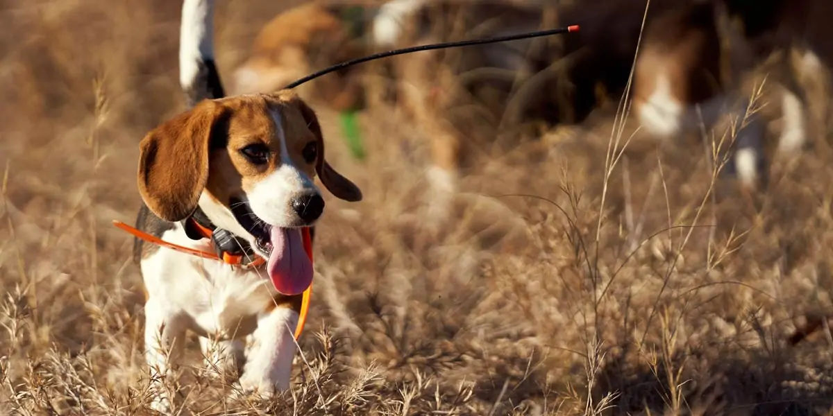 beagles, dog