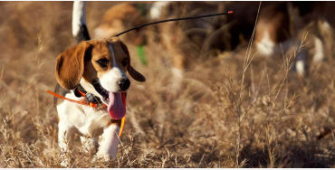 beagles, dog
