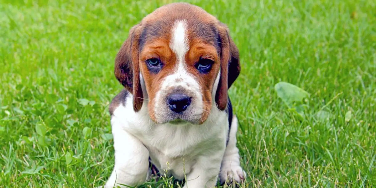 beagles, dog