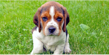 beagles, dog