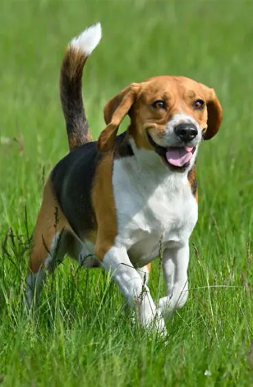 beagles, dog