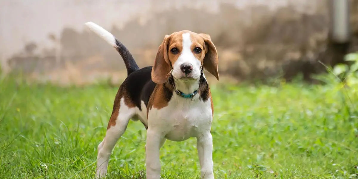 beagles, dog