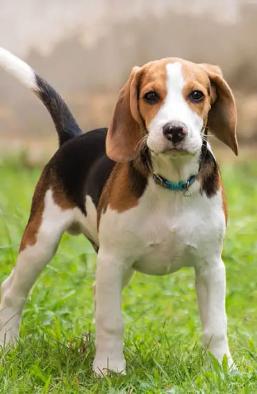 beagles, dog
