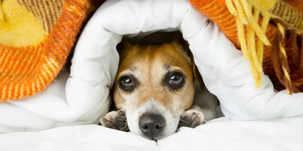 beagles, dog