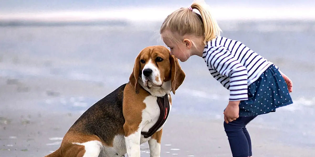 beagles, dog