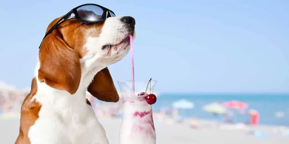 beagles, dog