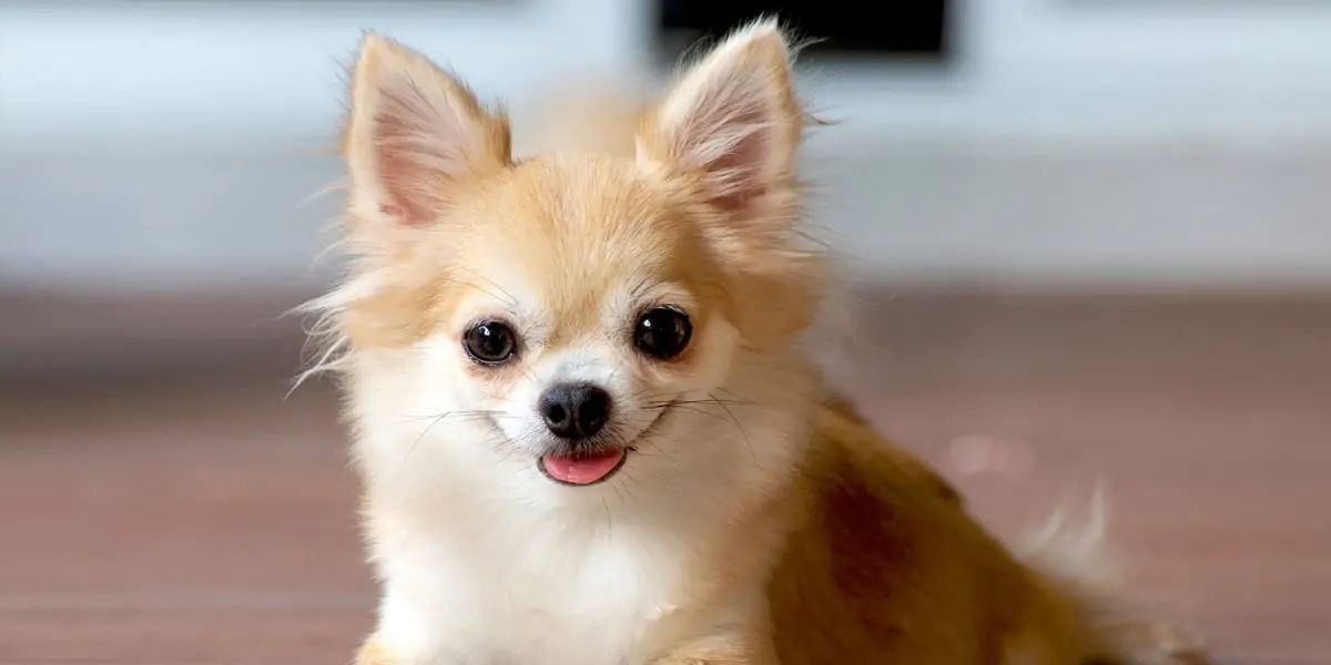 Chihuahuas