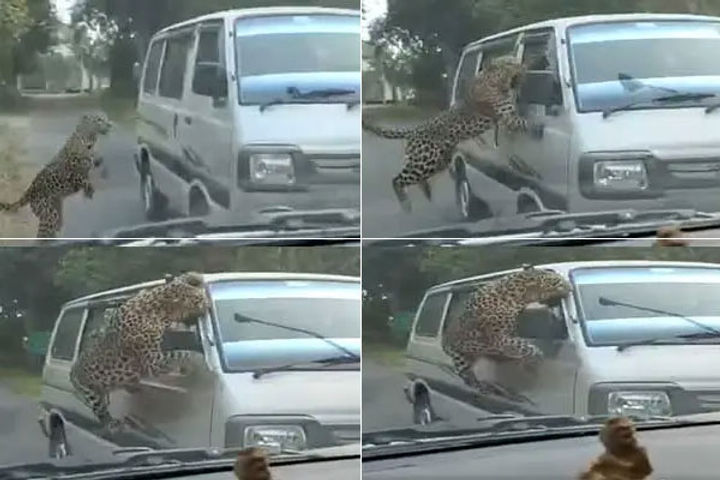 13 injured in leopard attack in assams jorhat