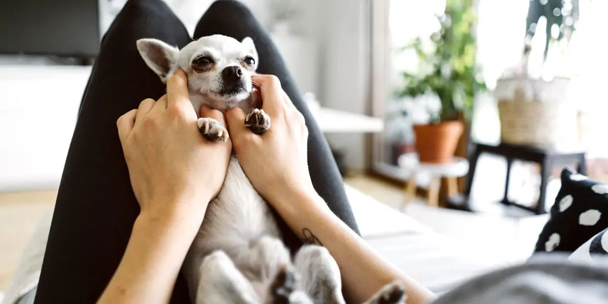 Chihuahua