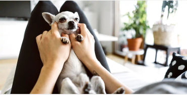  Chihuahua