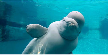 Beluga 