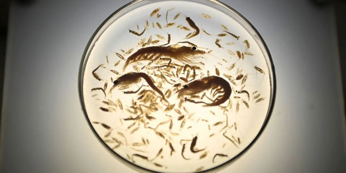 krill