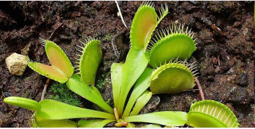 venus flytrap