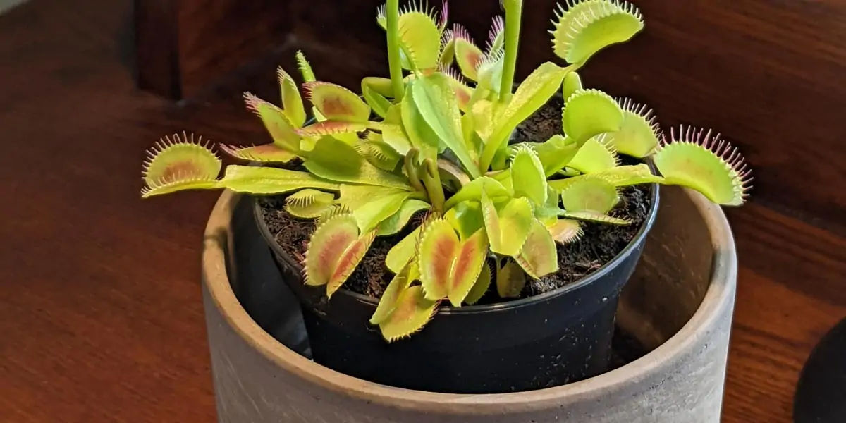venus flytrap