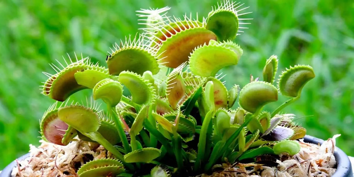 venus flytrap