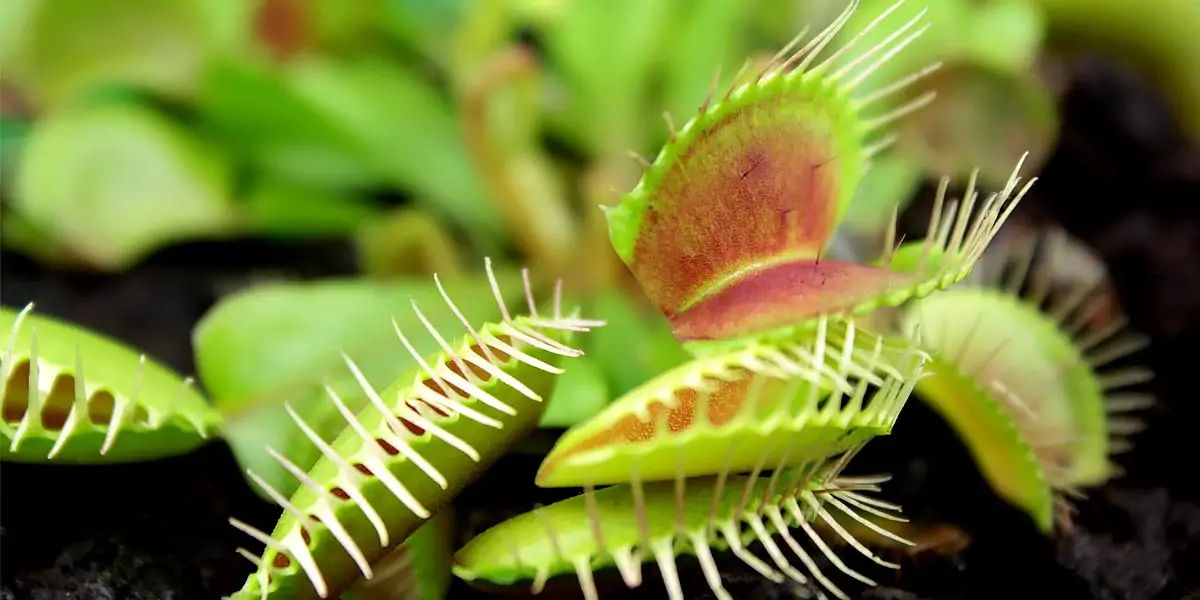 venus flytrap