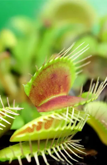 venus flytrap