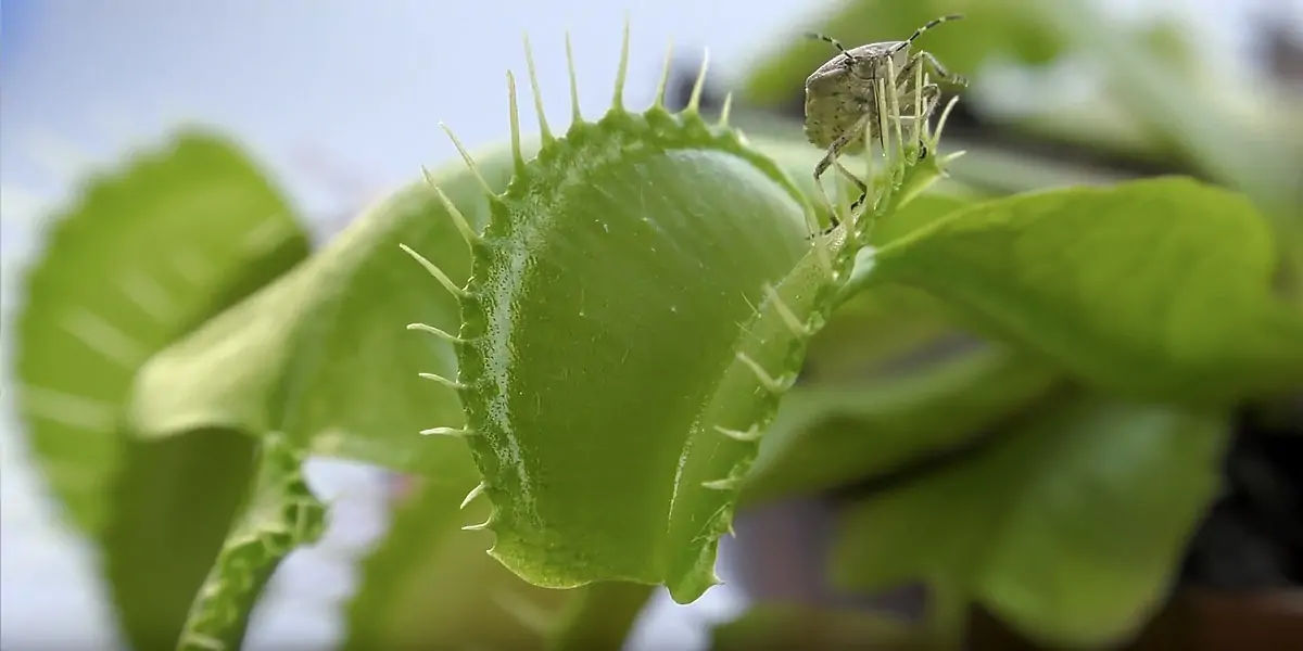 venus flytrap