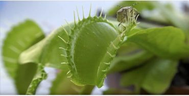 venus flytrap