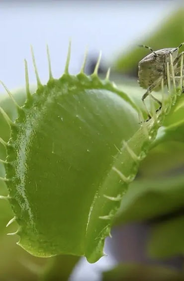 venus flytrap