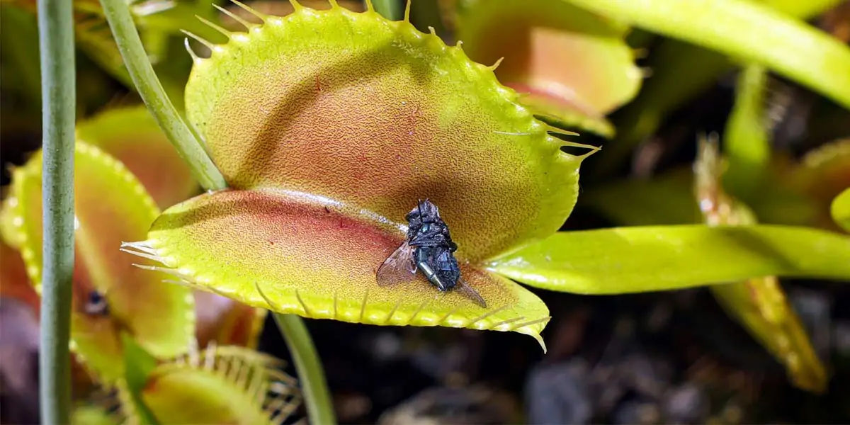 venus flytrap