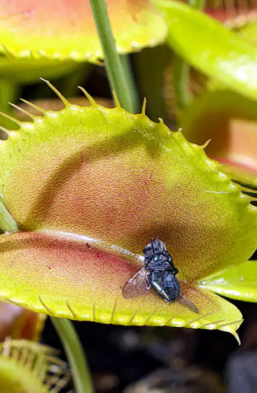 venus flytrap