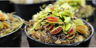venus flytrap