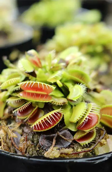 venus flytrap