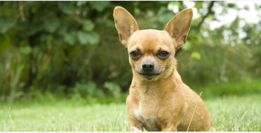Chihuahua 